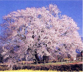 A japn cseresznyefa. Sakura. Tavasszal virgzik. gymlcse nincs, de japnoknal nagy esemny a cseresznyefk virgzsa.